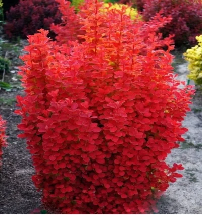 Барбарис тунберга Орадж Айс