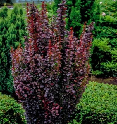 Барбарис Ред Піллар