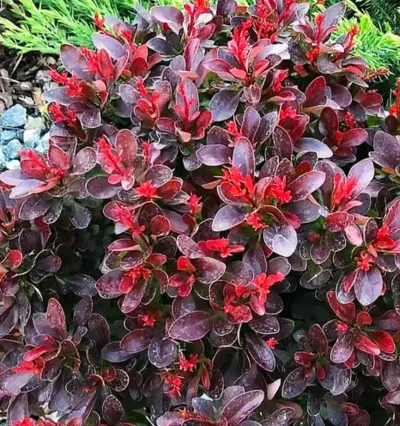 Барбарис Атропурпуреум Нана