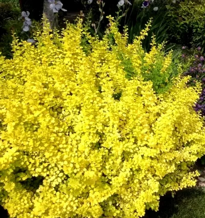 Барбарис Жовта Птаха