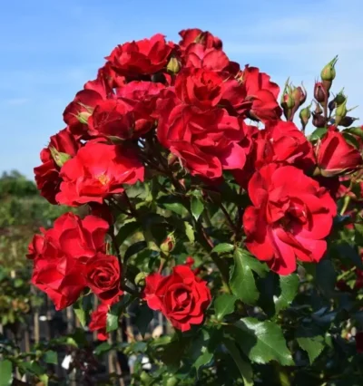 Троянда Рот Зе Фейрі