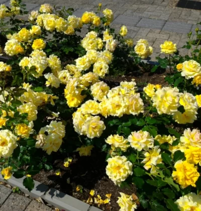 Троянда Єллоу Фейрі, Rosa polyantha "Yellow Fairy"