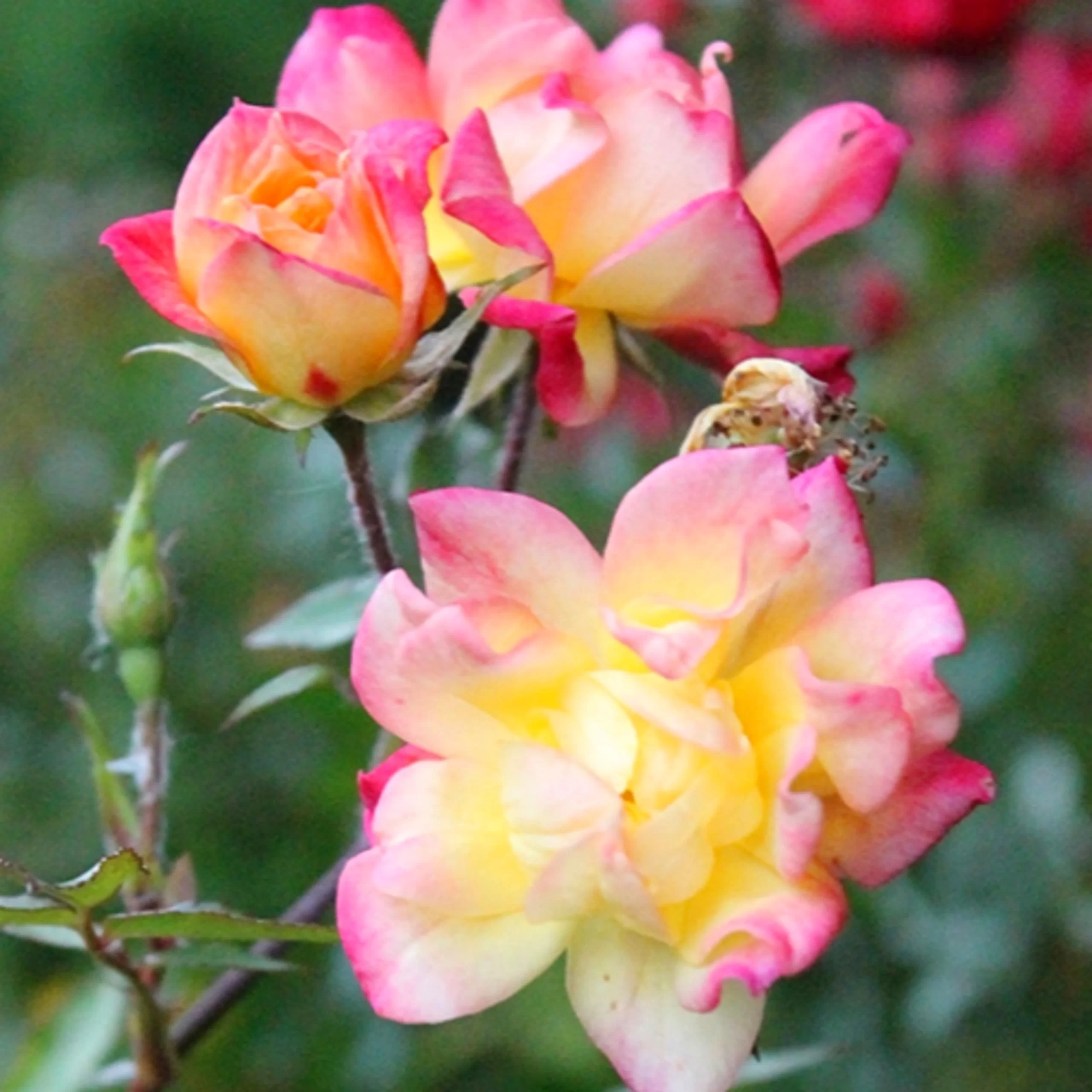 Троянда Триколор Фейрі, Rosa polyantha "Tricolor Fairy"