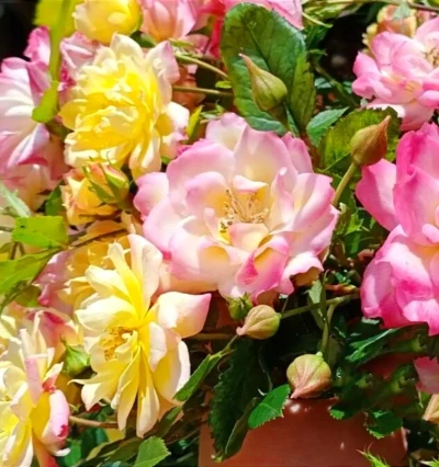 Троянда Триколор Фейрі, Rosa polyantha "Tricolor Fairy"