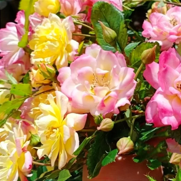 Троянда Триколор Фейрі, Rosa polyantha "Tricolor Fairy"