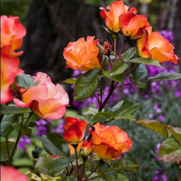 Rosa polyantha “Orange Fairy”