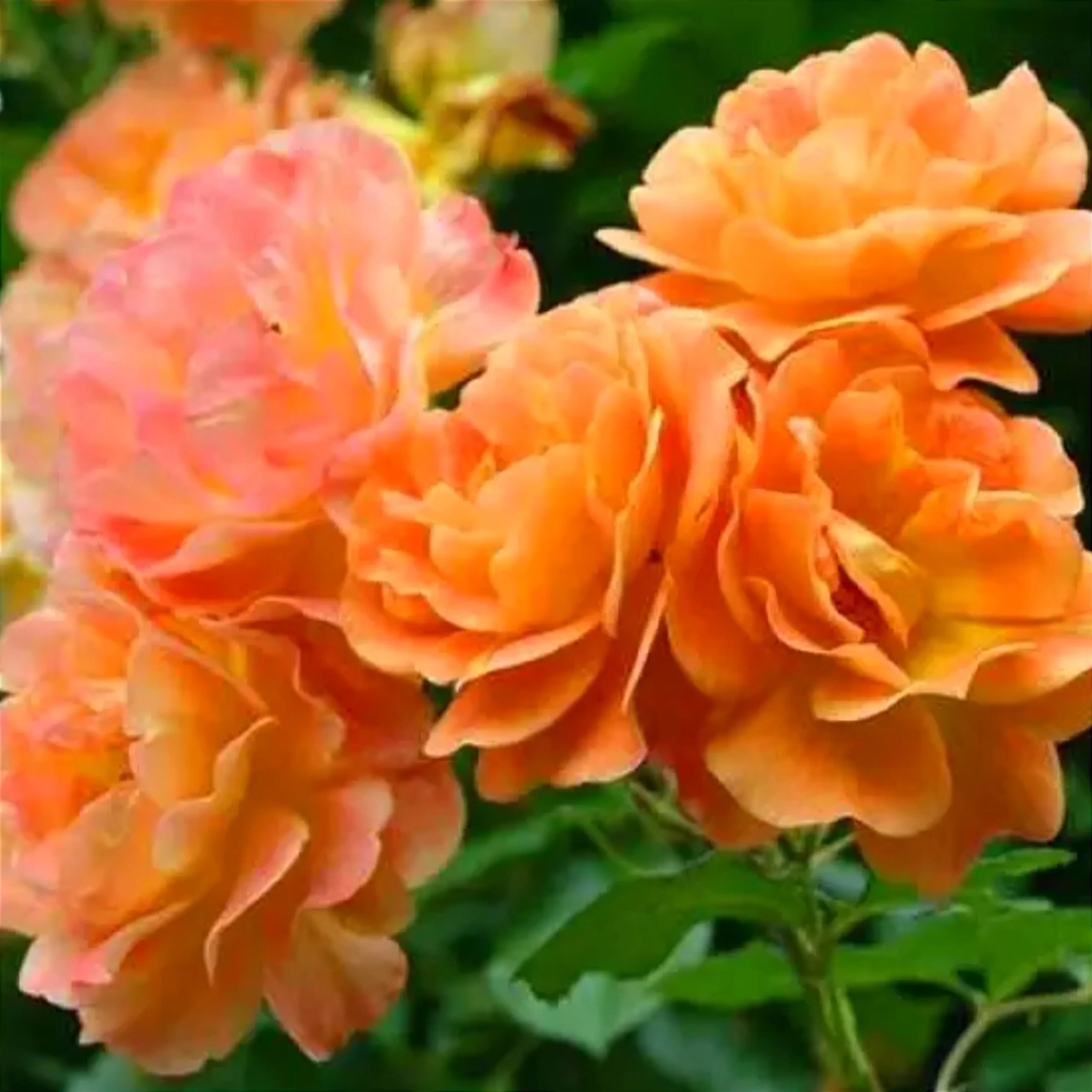 Rosa polyantha “Orange Fairy”