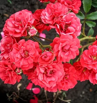 Троянда Фейрі Денс, Rosa polyantha Fairy Dance