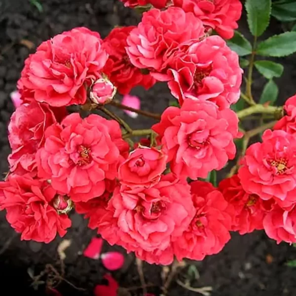 Троянда Фейрі Денс, Rosa polyantha Fairy Dance
