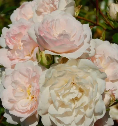 Троянда Сіа Фом, Rosa polyantha Sea Foam