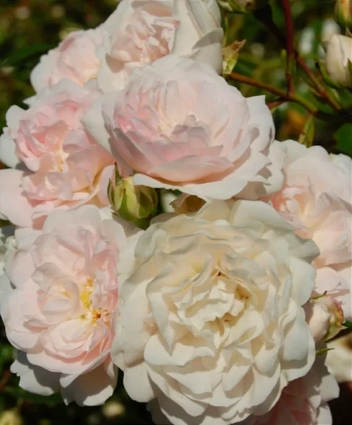 Троянда Сіа Фом, Rosa polyantha Sea Foam