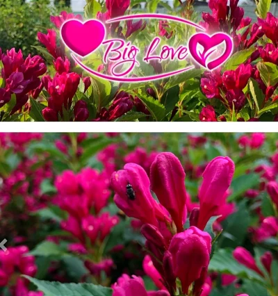 Вейгела "Big Love"