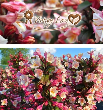Вейгела "Vintage Love"