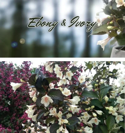 Вейгела «Ebony and Ivory»