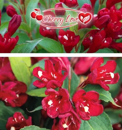 Вейгела Вишневе Кохання, Weigela "Cherry Love"