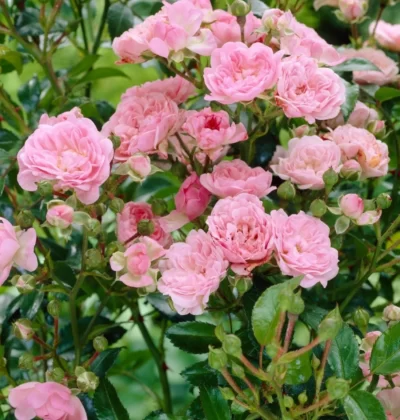 Троянда Зе Фейрі, Rosa polyantha The Fairy