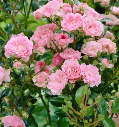 Троянда Зе Фейрі, Rosa polyantha The Fairy