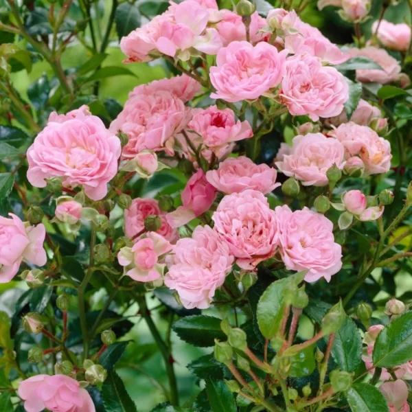 Троянда Зе Фейрі, Rosa polyantha The Fairy