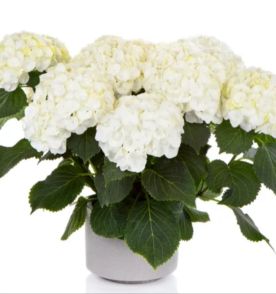 Гортензія "Hi Chrystal Palace" 