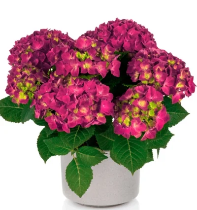 Гортензія Хай Торнадо, Hydrangea m. "Hi Tornado"