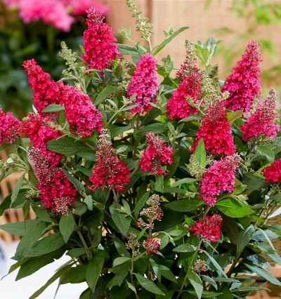 Буддлея Канді Літл Рубі, Buddleja dav. Butterfly Candy Little Ruby