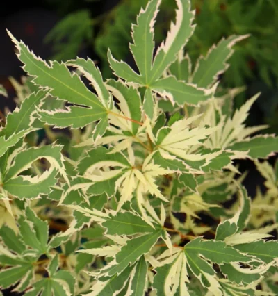 Клен японський Батерфляй, Acer pal. "Butterfly"