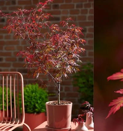 Клен японський Роял Гарнет, Acer pal. "Royal Garnet"