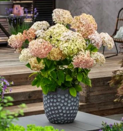 Гортензія Кандібель Маршмеллоу