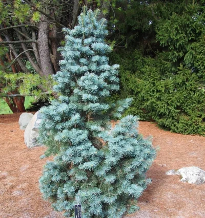 Ялиця одноколірна Компакта, Abies concolor Compacta