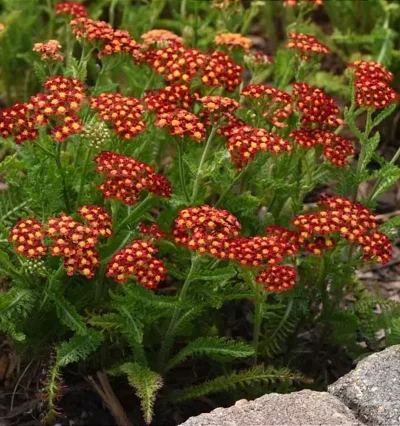 Деревій звичайний Міллі Рок Ред, Achillea mil.Milly Rock Red