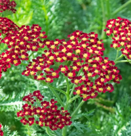 Achillea mil.Milly Rock Red
