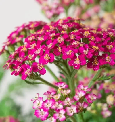 Деревій звичайний 'Міллі Рок Роз'