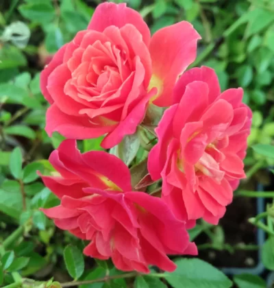 Rosa polyantha "Orange Fairy"