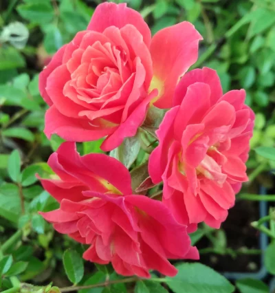 Rosa polyantha "Orange Fairy"