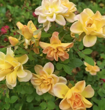 Троянда Єллоу Фейрі, Rosa polyantha "Yellow Fairy"