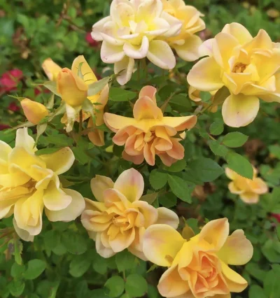 Троянда Єллоу Фейрі, Rosa polyantha "Yellow Fairy"