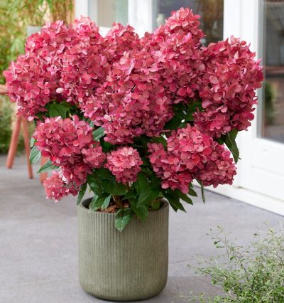 Гортензія волотиста Петіт Стар / "Hydrangea Petite Star"