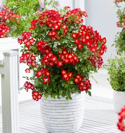 Троянда Еверглав Рубі, Rosa Everglow Ruby