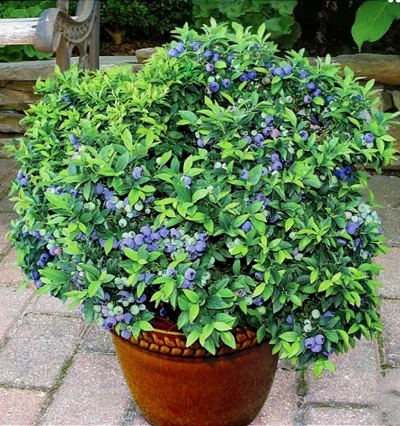 Чорниця Топ Хет