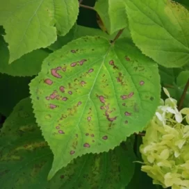 Бактеріальна плямистість листя Гортензії