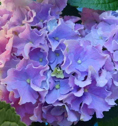 Гортензія Хай Маунтін