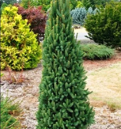 Ялина Куперсіна