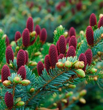 Ялина двоколірна Біколор Picea bicolor 'Howell's Dwarf Tigertail'