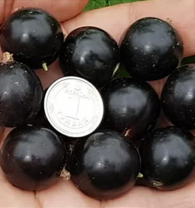 Смородина чорна "Чорний Бумер"