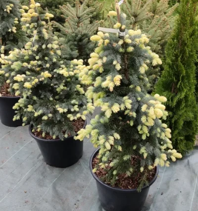 Ялина колюча Біалобок, Picea pungens Bialobok