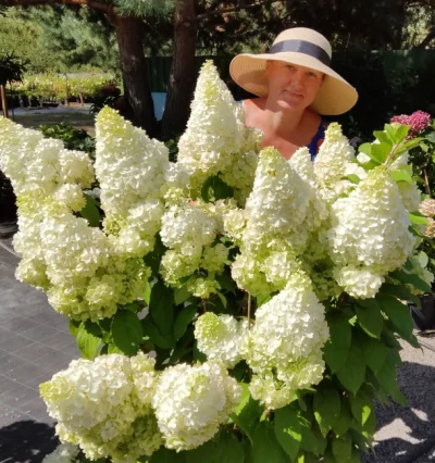 Гортензія волотиста Меджікал Кіліманджаро