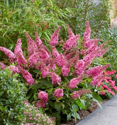 Буддлея Канді Літл Пінк