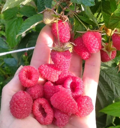 Малина Мапема