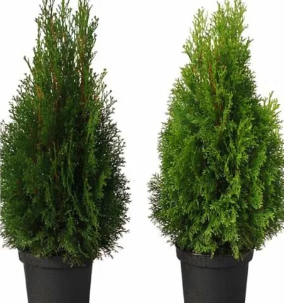 Туя західна Dark Embers