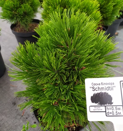 Сосна гельдрейха Шмідті